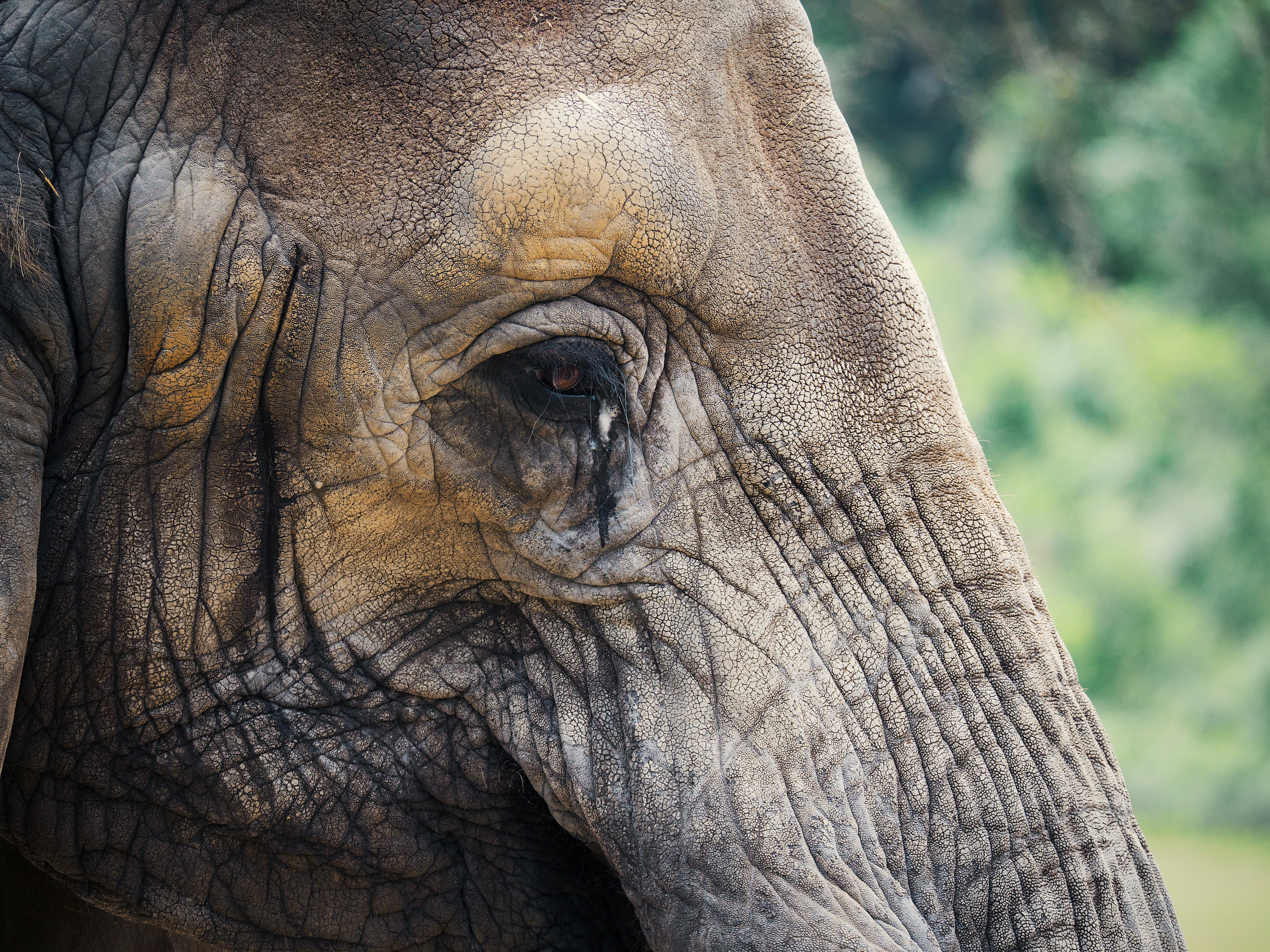 Wildlife Safari in Winston, Oregon © PhotoJoseph 2017 edited in Priime RAW on an iPad Pro